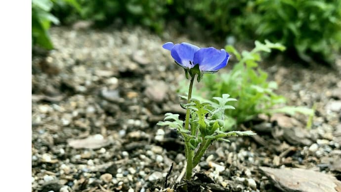 一寸法師のようなネモフィラ、春花壇。