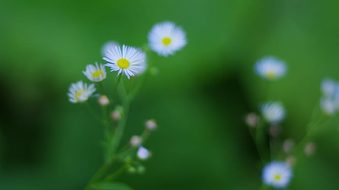 初秋の野の花