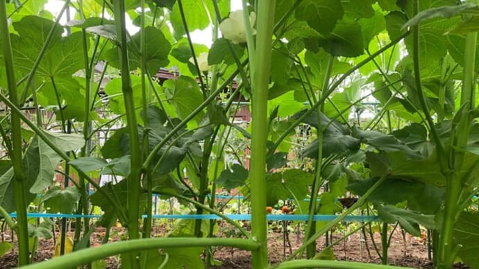 菜園ライフ169~居間30度、湿度65%でイイ感じ👍