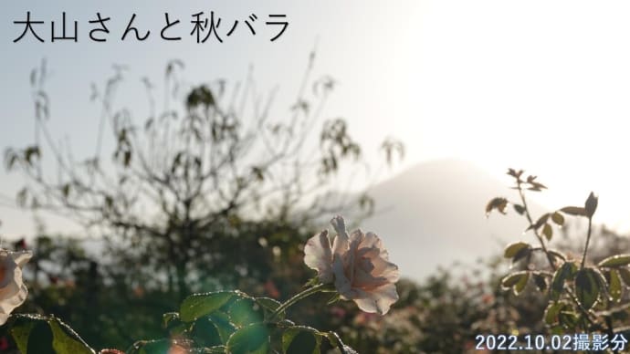 大山仰ぐこばやしバラ園　秋ばら咲きました