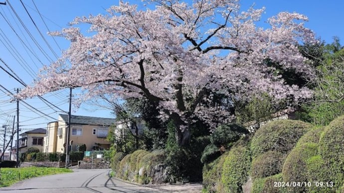 【メゾングッチ近隣の桜】見事な桜の大木です