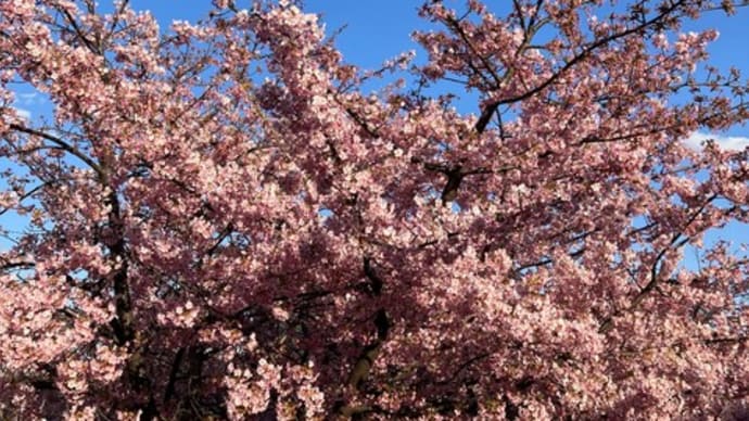 河津桜　Kawazu cherry blossom
