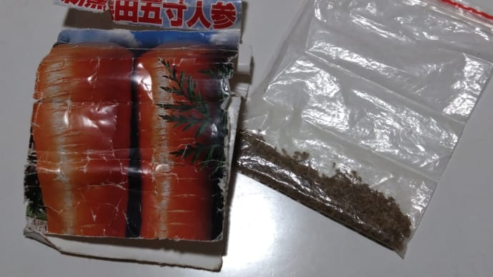 人参の種をまいた
