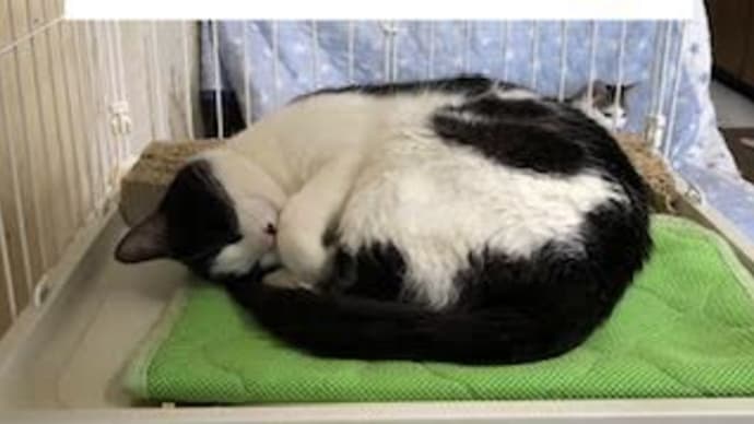 愛猫の誕生日
