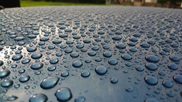 集合体恐怖症の人は見ないでください。