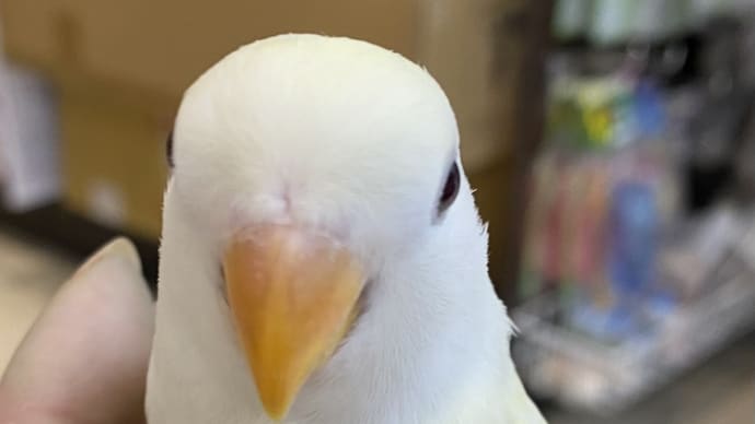 ●ラブバード●