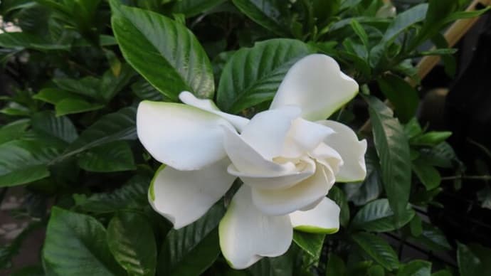 オオヤエクチナシが開花