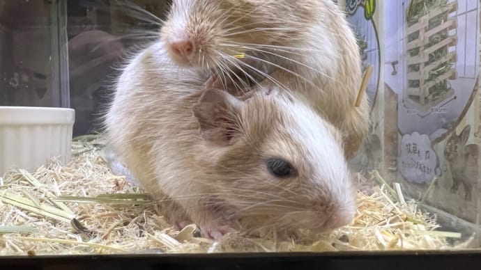 ●クリームパイドデグー仲良し兄弟デビュー中●