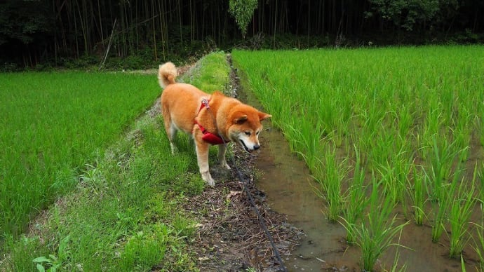 青田