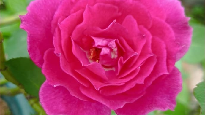 ゲットした秋の花苗*小さくて可愛いヤツ*