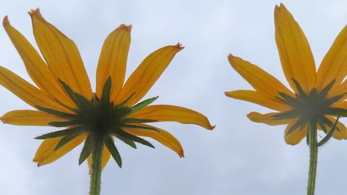 長野市・七二会地区の花など