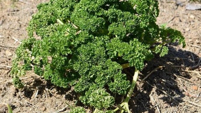 前年の忘れ物（３）野菜の花や種