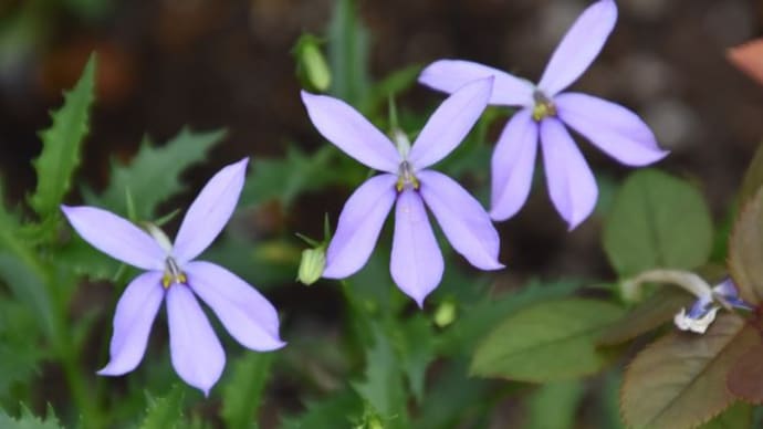 散歩道 児童公園キバナコスモスの花たち 8