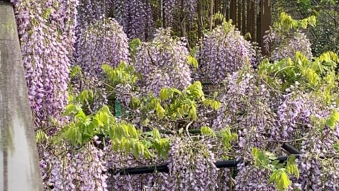 我が家の花たち