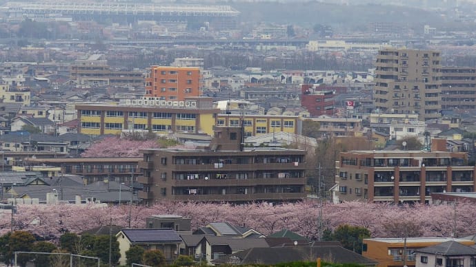 三沢川沿いの桜