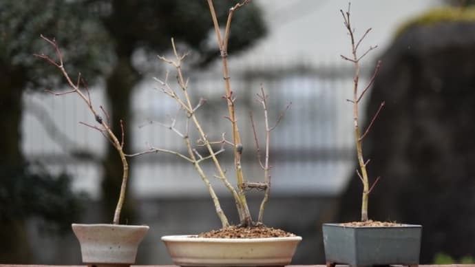 山もみじ苗植え替え