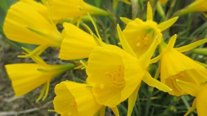 原種水仙があちこちで花盛り(^^♪