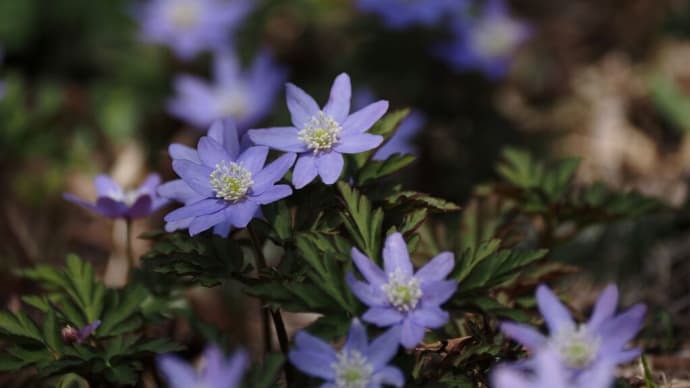 3月下旬の六甲高山植物園にて(PartⅠ)