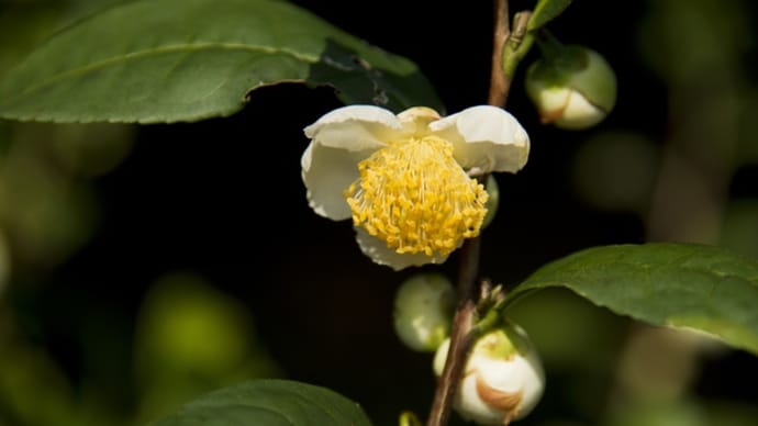 茶の老木のように