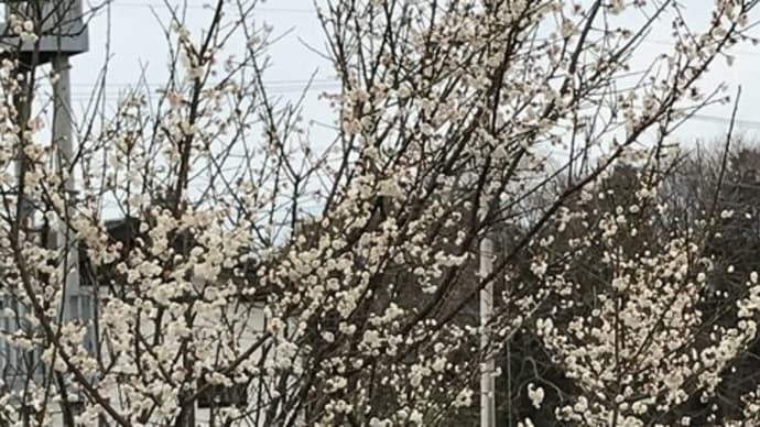 梅の木太い枝を切るなら花が終わった後におこないましょう