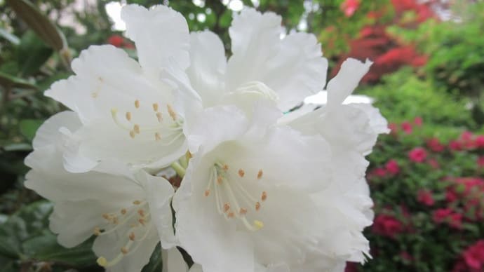 白い花