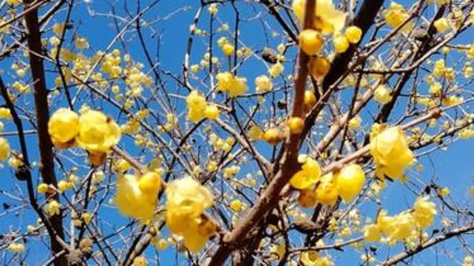 「自転車屋の生き物歳時記」植物編」!!「ロウバイ」!!