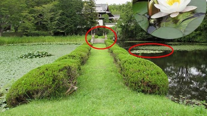 龍顔寺＆悟り黒猫