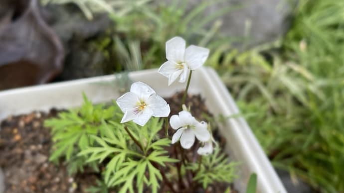 🍁【おまかせだから】🌹