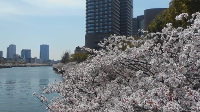大川沿いの桜を愛でる～桜便り～（5）