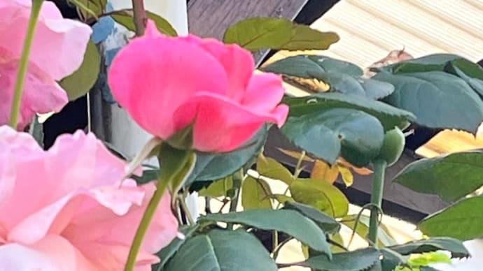 何と!梅雨時に我が家の庭にバラと紫陽花が咲きました!