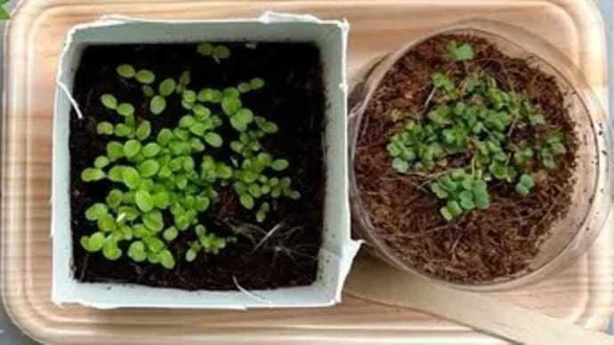 作業療法部門 新入職員挨拶