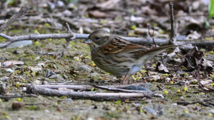 粟島の野鳥たち アオジ 亜種・シベリアアオジ