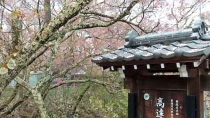高遠城址の桜