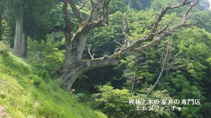 ４６０、栃の木峠の栃の木は、やはりすごかった。 一枚板と木の家具の専門店エムズファニチャーです。