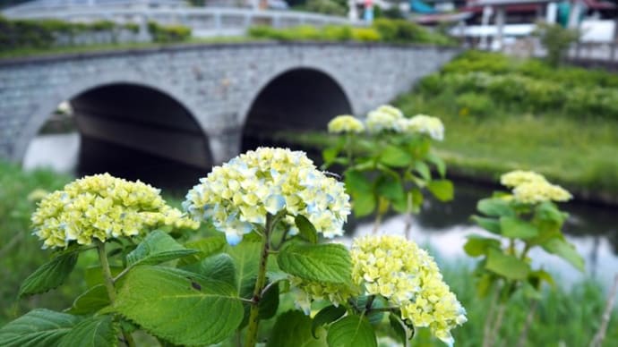 ・ 宮沢遊水地　アジサイ開花　２０２０