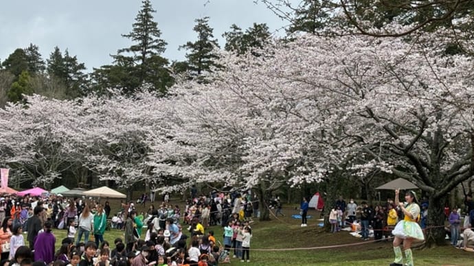 お花見ランチ