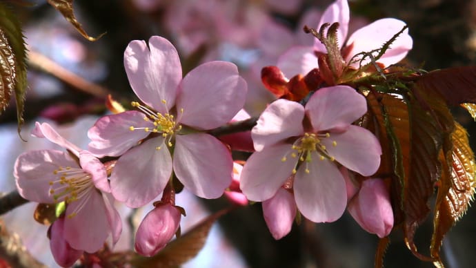 北海道の遅い春の桜2-2