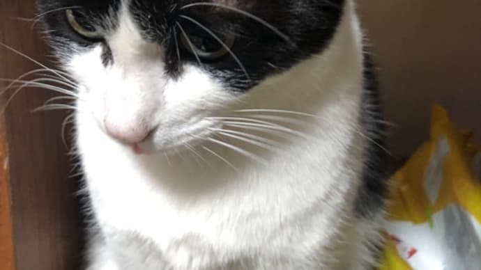 行方不明ねこさんのこと
