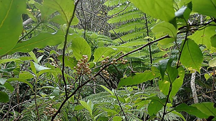 初冬に楽しめる花や実、その9:シマイズセンリョウ