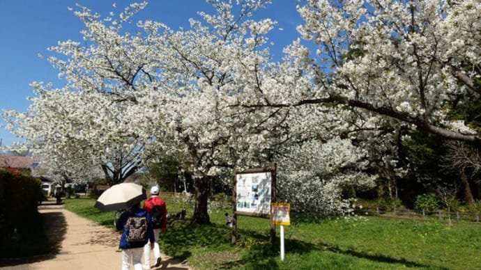 ・ 東山の水辺～関ケ原の水辺　桜並木とお花たち　　（2022/04/06）