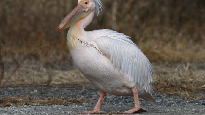 北印旛沼のモモイロペリカン・カンタ君