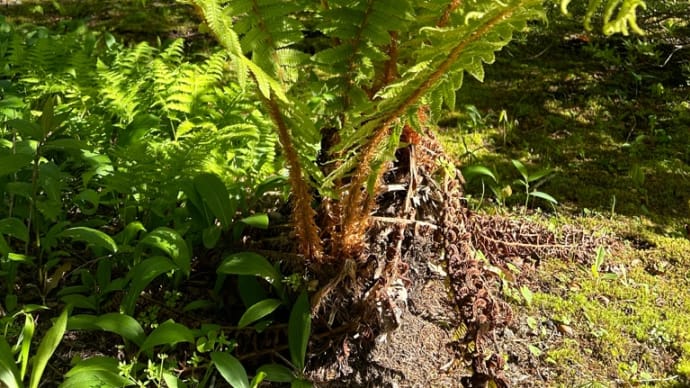 シダ植物^ ^