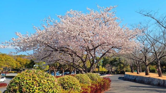 春直前の青空の下で・・