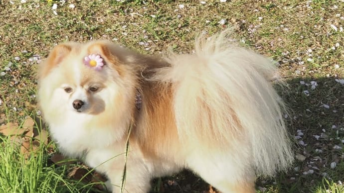花・色々 春から初夏へ