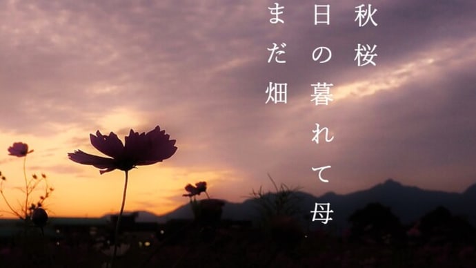秋桜で１句