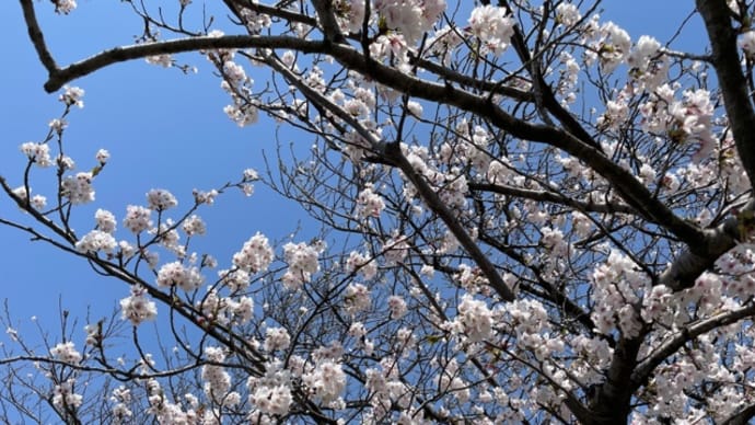 桜と桃の花‼️