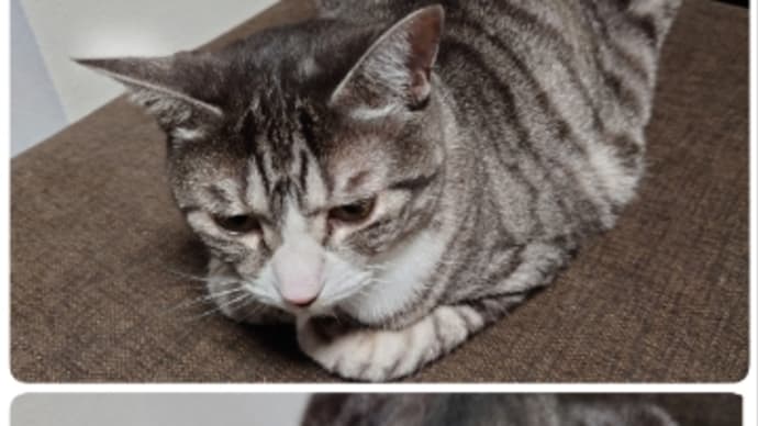 香箱座り😺