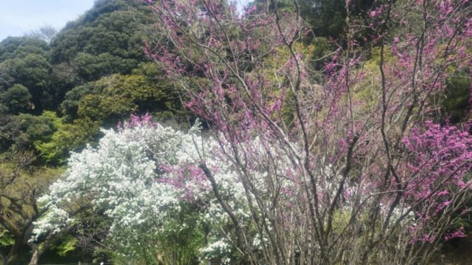小石川植物園 案内板の地図 13