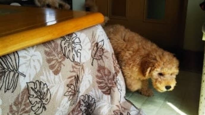我が家に慣れて下さいね