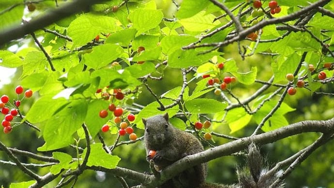 しなみ桜のサクランボを食べるリス